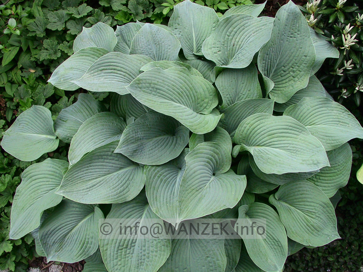 Hosta tokudama Perle 02.jpg
